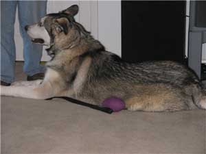 Hudons Malamutes - Riley