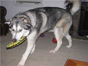 Hudons Malamutes - Riley