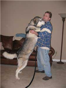 Hudons Malamutes - Riley