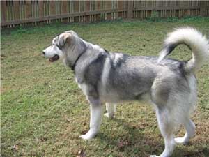 Hudons Malamutes - Riley