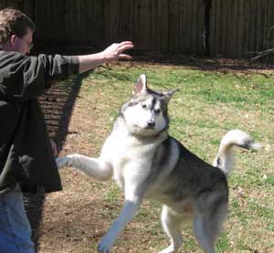 Hudons Malamutes - Riley