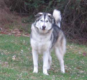 Hudons Malamutes - Riley