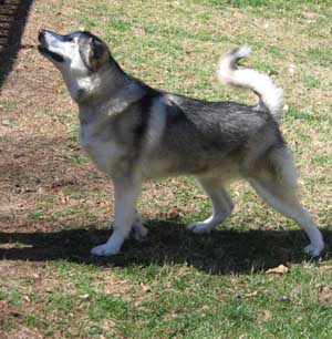 Hudons Malamutes - Riley