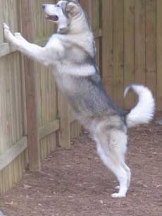 Hudons Malamutes - Riley