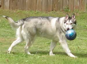 Hudons Malamutes - Riley