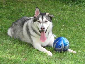 Hudons Malamutes - Riley