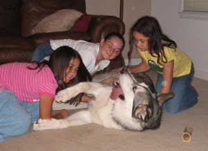 Hudons Malamutes - Riley