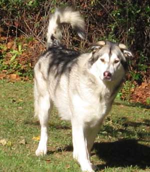 Hudons Malamutes - Riley