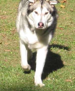 Hudons Malamutes - Riley