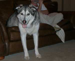 Hudons Malamutes - Riley