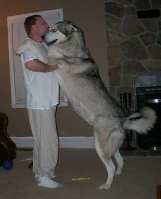 Hudons Malamutes - Riley