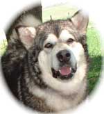 Hudsons Malamutes - Sahara