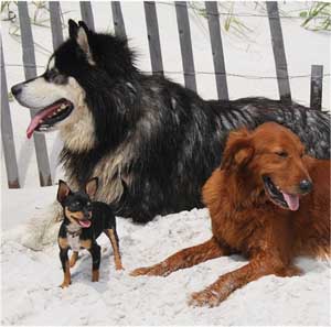 Hudsons Malamutes - Samson