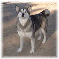 Hudsons Malamutes - Sasha