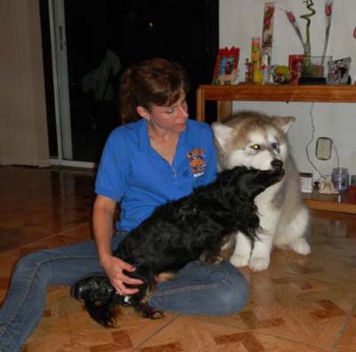 Hudsons Malamutes - Shadow