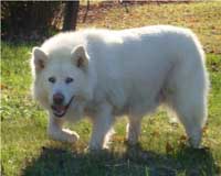 Hudsons Malamutes - Shahana