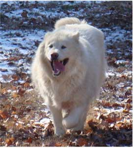 Hudsons Malamutes - Shahana