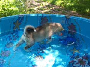 Hudsons Malamutes - Spirit