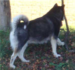 Hudsons Malamutes - Talon