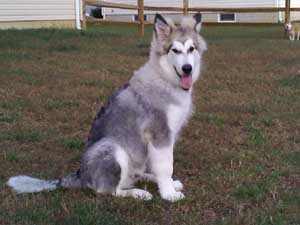 Hudsons Malamutes - Tank