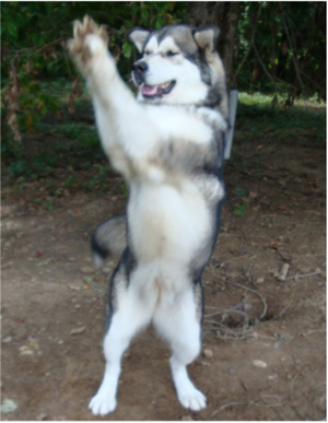 Hudsons Malamutes - Tanra 