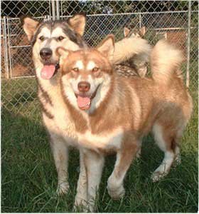 Hudsons Malamutes - Tawnee-T
