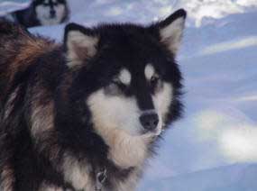Hudsons Malamutes - Tawnie