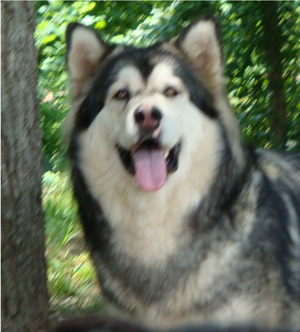 Hudsons Malamutes - Tide 