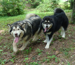 Hudsons Malamutes - Tide 