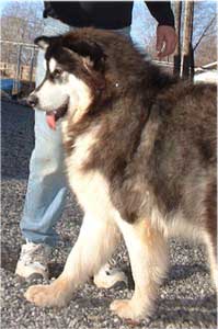 Hudsons Malamutes - Tigan