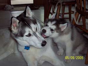 Hudsons Malamutes - Timber