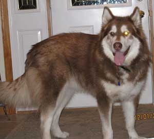 Hudsons Malamutes - Werther
