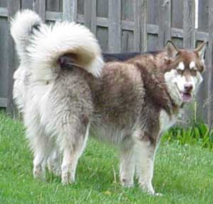 Hudons Malamutes -  Cinnabar