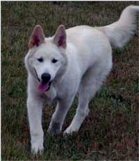 Hudons Malamutes - Fenwick