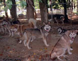Hudson's Malamutes - Mals do get along together!.