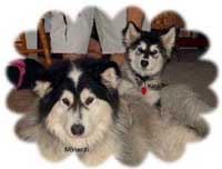 Hudons Malamutes - Kina