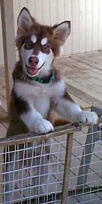 Hudons Malamutes - Kodi