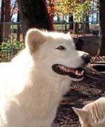 Hudsons Malamutes - Kodiak Bear