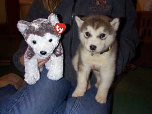 Hudons Malamutes - Kodiak