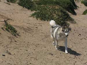 Hudons Malamutes - Odin