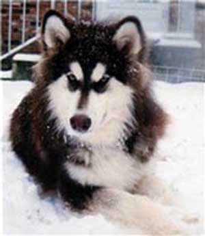 Hudons Malamutes - Cowboy - son of Sampson