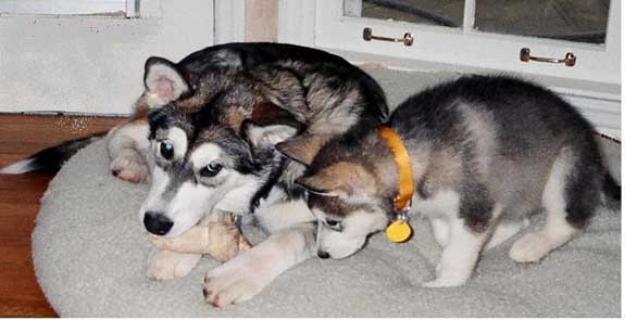 Hudons Malamutes - Sitka - Willow