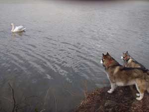 Hudons Malamutes -  Sitka & Willow