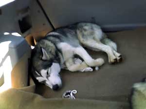 Hudons Malamutes - Willow