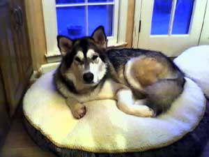 Hudons Malamutes -  Sitka